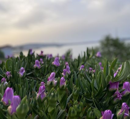 Manewrówki na katamaranie Lagoon 42 Chorwacja, kwiecień 2024